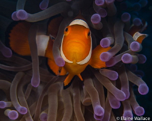 Clown fish face off by Elaine Wallace 